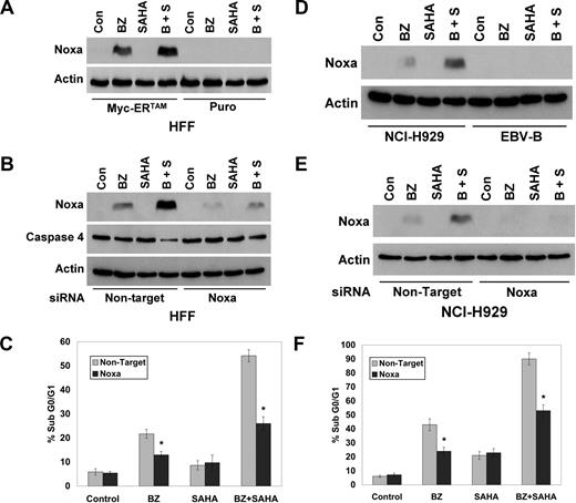 Figure 7. Noxa is induced in Myc-expressing cells after bortezomib or BZ + SAHA treatment. (A) Myc activation promotes BZ- and BZ + SAHA–induced Noxa expression. HFFs expressing the MSCV-IRES-puro or MSCV-Myc-ERTAM-IRES-puro retroviruses were pretreated with 1 μM 4-HT for 24 hours and then treated with 100 nM BZ, 2 μM SAHA, or both for 24 hours. Cells were collected and immunoblotting was performed as described in “Immunoblot analyses.” (B) Knockdown of Noxa blocks caspase-4 activation by BZ + SAHA. Cells were exposed to Noxa or nontarget (NT) siRNA and then pretreated with 1 μM 4-HT for 24 hours followed by treatment with 100 nM BZ, 2 μM SAHA, or both for 24 hours. Inhibition of Noxa induction and caspase-4 cleavage were determined by immunoblotting. (C) Knockdown of Noxa reduces BZ- and BZ + SAHA–induced apoptosis. Knockdown of Noxa and treatment of cells were performed as described in panel B. Apoptosis was measured by PI-FACS analysis. Mean (n = 3), SD. * indicates a significant difference from nontarget siRNA–treated cells, P < .05. (D) Noxa expression is induced by bortezomib and BZ + SAHA in NCI-H929 MM cells but not in EBV-immortalized B cells. Cells were treated with 5 nM BZ, 2 μM SAHA, or both agents for 24 hours. Noxa expression was determined by immunoblotting. (E,F) Noxa expression was knocked down in NCI-H929 cells using siRNA and the Nucleofector system. Cells were then treated with 5 nM BZ, 2 μM SAHA, or both agents for 24 hours. Inhibition of Noxa expression was confirmed by immunoblotting and apoptosis was measured by PI-FACS analysis. Mean (n = 3), SD. * indicates a significant difference from nontarget siRNA–treated cells, P < .05.