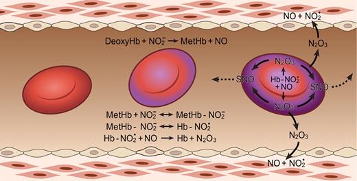 Figure 3. The N2O3-forming reaction of nitrite and hemoglobin may regulate export of NO from the erythrocyte. Hemoglobin deoxygenation (purple) occurs preferentially at the submembrane of the red blood cell as it traverses the arteriole. Nitrite reacts with deoxygenated hemoglobin to make methemoglobin and NO. Methemoglobin binds nitrite to form an adduct with some Fe+2-NO2 character (Hb-NO2•). This species reacts quickly with NO, forming N2O3, which can diffuse out of the red cell, later forming NO and effecting vasodilation and/or forming nitrosothiols (SNO). Low-molecular-weight nitrosothiols may contribute to exportable vasodilatory activity. The Hb abbreviation indicates ferrous deoxyhemoglobin (Fe+2). Figure is reproduced from Basu et al46 with permission.