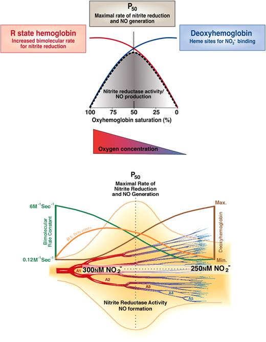 Figure 4. Biochemistry of nitrite-hemoglobin hypoxic vasodilation along the A1 to A5 arterioles. There exists a steady state anatomic location within the circulation from artery to vein that has the greatest concentration of R3 tetramers (orange line bottom panel), which possess the maximal nitrite reductase activity. At this location, there would always exist an equilibrium rate constant for nitrite reduction (red line top panel and green line bottom panel) and an equilibrium concentration of nitrite and deoxyhemes (maximized in R3 tetramer). As soon as one red cell moves downstream a new one would replace it, thus preserving the concentration of nitrite and R3 hemoglobin at that anatomic position. Thus, there will be an increased nitrite reductase rate and increased NO concentration surrounding the blood vessel. The NO concentration should increase in a bell curve distribution from artery to vein according to the predicted rate for nitrite reduction. The anatomic position of this equilibrium NO concentration will be responsive to tissue metabolism and oxygen consumption by moving the R-to-T transition upstream or downstream. Note that the rate of a second-order reaction is determined by the product of the concentration of 2 reactants and the bimolecular rate constant. In this case, the nitrite concentration changes only a little as hemoglobin deoxygenates, the deoxyhemoglobin concentration increases dramatically (blue line top panel, brown line bottom panel), whereas the bimolecular rate constant decreases dramatically (red line top panel, green line bottom panel) as hemoglobin goes from the R-to-T conformation. So the product of bimolecular rate constant and deoxyheme concentration peaks from 60% to 40% hemoglobin oxygen saturation when the most R3 tetramers are present. Figure was modified and reproduced from Gladwin et al24,43 with permission.