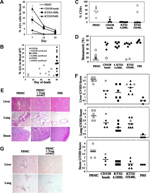 Figure 6. Cotransfer of Tregs leads to amelioration of GVHD pathology. (A) Differential persistence of Tregs in blood of animals on the indicated days after transfer. (B) Comparison of Treg (A2+) numbers in circulation on day 7 versus day of death due to disease (open symbols) or conclusion of the experiment (closed symbols). (C,D,F) Disease severity was assessed at time of death (open symbols) or at the conclusion of the experiment (closed symbols). (C) Decreased percentage of human CD4+ cells was observed in blood from Treg-treated animals that survived to day 80. (D) Moribund animals were found to have decreased hematocrit readings, except for the one peri-transplant, non–GVHD-related death observed in the 4.1BBL group. Representative example (E) and disease severity scores (F) for H&E staining of liver, lung, and ileum from animals with or without PBMNCs and Tregs. (G) Representative examples of anti-hCD4 peroxidase staining of liver and lung from animals with or without PBMNCs and Tregs expanded with KT32/OX40L. Pathology data from same experiment as Figure 5, and the pathology is representative of 3 experiments analyzed. Images were acquired at room temperature with an Olympus BX51 microscope, Olympus U-plan Apo and 10× objective lens (aperture = 0.40; Olympus, Hamburg, Germany) with an RTT Spot camera and Spot Advanced software (Diagnostic Instruments, Sterling Heights, MI).