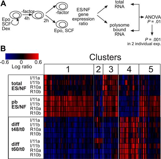 Figure 1. Cluster analysis of genes subject to regulation by Epo/SCF-controlled mRNA polysome recruitment and their regulation during differentiation. (A,B) Cells from the I/11 and R10 line were factor-deprived for 4 hours and stimulated with Epo plus SCF (ES) or left untreated (NF) for 2 hours. Total RNA and polysome-bound (pb) mRNA were isolated and used for RNA profiling on MG_U74Av2 Affymetrix oligonucleotide arrays. For each of 2 biologically independent experiments (I/11a and I/11b; R10a and R10b), the ES/NF ratio of intensity data was calculated. Significant variance between ES/NF ratios obtained with total and pb RNA was calculated using ANOVA (P = .01). In addition, differential expression in at least 2 single experiments had to be significant (P = .001). This selection yielded 115 probe sets. For these genes, the expression ratios after 48- or 60-hour differentiation induction were calculated compared with proliferation conditions (diff t48/t0 and t60/t0). Expression ratios were clustered using Rosetta software and Pearson correlation. Bar (top left corner) represents correlation of up- and down-regulation with the intensity of red and blue, respectively, on a log-10 scale.