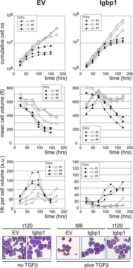 Figure 4. Igbp1 expression delays and impedes TGF-β–induced differentiation in Epo/SCF-treated erythroblasts. Three clones transduced with empty vector (EV; A,C,E) or Igbp1 expression constructs (Igbp1; B,D,F) were cultured in the presence of Epo and SCF but without Dex, supplemented (black symbols) or not supplemented (white symbols) with 20 ng/mL of TGF-β. Cumulative cell numbers (A,B), mean cell volume (C,D), hemoglobin per cell volume (E,F), and cell morphology (G) were examined at day 4 (t96) or 5 (t120) after differentiation induction. (See also legend to Figure 3).
