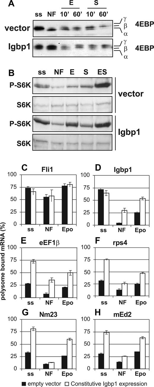 Figure 5. Constitutive Igbp1 expression increases phosphorylation of 4EBP and S6K and enhances Epo-induced polysome recruitment of structured transcripts. (A,B) I/11 cells transduced with an empty control vector (vector) or with an Igbp1 expression vector were factor-deprived (4 hours), stimulated with Epo (E, 5 U/mL), SCF (S, 100 ng/mL), or Epo plus SCF (ES), or left untreated (NF). Expanding I/11 cells in the presence of Epo, SCF, and dexamethasone are steady state (ss). (A) Western blots from total cell lysates were stained with antibodies recognizing total 4EBP (4EBP Ab). The nonphosphorylated, hypophosphorylated, and hyperphosphorylated proteins can be discriminated by their distinct electrophoretic mobility as α, β, and γ isoforms, respectively. (B) Western blots from samples stimulated as indicated for 10 minutes were stained with a phospho-specific antibody against p70S6K (P-S6K) and counterstained for total S6K to control for equal loading. (C-H) Expanding I/11 empty vector control cells (■) or cells constitutively expressing Igbp1 (□) were factor-deprived and left untreated (NF) or restimulated with erythropoietin (Epo, 2 U/mL; 2 hours). Free and polysome-bound mRNA was isolated and assayed for the expression of Fli-1 (C), Igbp1 (D), eEF1β (E), rps4 (F), Nm23 (G), and mEd2 (H). The percentage of mRNA associated with polysomes (pb-mRNA) was calculated for the different genes under the different conditions. Constitutive Igbp1 expression enhances polysome recruitment of translationally controlled transcripts in response to Epo alone.