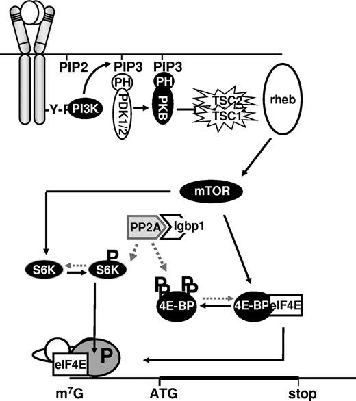 Figure 6. Activation of PI3K is essential for proliferation of erythroblasts. Activated phosphotidylinositol-3 kinase (PI3K) generates phosphatidylinositol (3,4,5-triphosphate (PIP3), which serves as an anchor for multiple PH-domain containing proteins, such as phosphoinositide-dependent kinase 1 and 2 (PDK1/2) transducing signals to the protein kinase B (PKB) pathway. PKB activates mammalian target of rapamycin (mTOR) through phosphorylation of the tumor suppressor complex Tsc1/Tsc2 (tuberous sclerosis protein), which releases RAS-homolog enriched in brain (Rheb). Activation of mTOR results in phosphorylation and activation of p70S6 kinase (S6K),13 and hierarchical phosphorylation of 4E-binding protein (4EBP), resulting in release of the mRNA cap-binding factor eukaryotic initiation factor 4E (eIF4E). Subsequently, eIF4E can bind the scaffold protein eIF4G, which enables the formation of the eIF4F scanning complex at the cap (methyl-7-guanidine; m7G) of transcripts. Igbp1 has the capacity to sequester the catalytic domain of Pp2a (Pp2aC), preventing dephosphorylation of both 4EBP and p70S6K, resulting in enhanced translation initiation efficiency.
