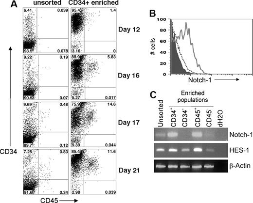 Figure 1. Development of hESC-derived hematopoietic progenitor cells with expression of functional Notch-1. (A) Time course of hematopoietic progenitor cell production by hESCs. Coculture of undifferentiated hESCs with S17 stromal cells for the indicated number of days was followed by flow cytometric analysis of surface expression of CD34 and CD45. These results demonstrate surface antigen expression both on the unsorted cell population and the enriched CD34+ cell population. (B) hESC-derived cells were harvested after 14 days of culture on S17 stromal cells and analyzed by flow cytometry for expression of CD34 and Notch-1. The data were electronically gated to distinguish CD34+ cells (solid line) from CD34− nonhematopoietic cells (dashed line). Isotype control staining is also indicated (filled histogram). (C) After 20 days of culture on S17 cells, total RNA was prepared from unsorted hESC/S17 cells or from the indicated populations of CD34+, CD34−, CD45+, or CD45− cells. cDNA was prepared by reverse transcription, and expression of Notch-1, HES-1, and Actin was analyzed by PCR.