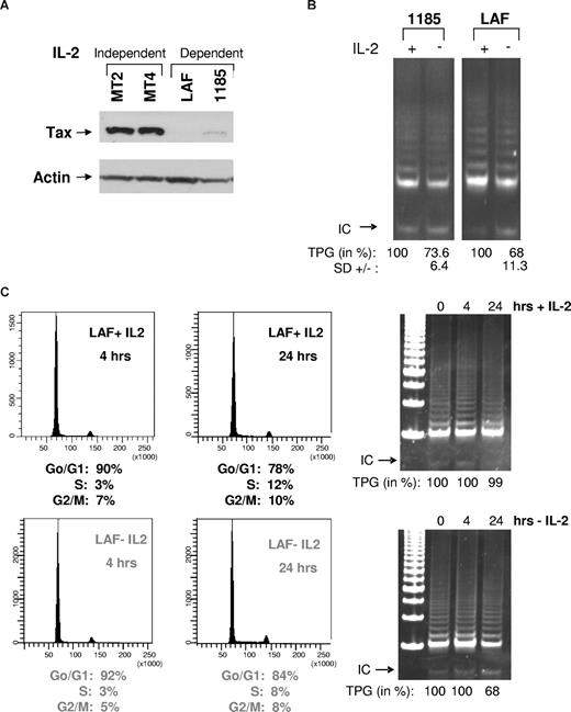Figure 1. Removal of IL-2 from HTLV-I–immortalized cells decreases telomerase activity. (A) Total cell extracts from IL-2–independent (MT2 and MT4) and IL-2–dependent (LAF and 1185) cell lines were immunoblotted with anti-Tax. Actin served as a loading control. (B) LAF and 1185 cells were cultured in the presence (+) or absence (−) of IL-2 for 24 hours, followed by TRAP analysis for telomerase activity. TPGs are calculated as the percentage of activity compared with cells grown with IL-2 (100%), as previously reported.9 Results are representative of at least 2 independent experiments, and standard deviation (SD) is indicated. (C) LAF cells were analyzed at either 4 hours or 24 hours after growth in either IL-2–containing or IL-2–deprived media. For each time point, cells were collected and analyzed by FACS for cell-cycle and TRAP for telomerase activity. TPGs were calculated as the percentage of activity compared with cells grown with IL-2 (100%).