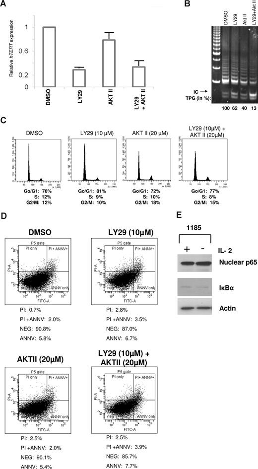 Figure 3. Telomerase activity is regulated at the level of transcription by a PI3K-dependent pathway in HTLV-I cell lines. (A) 1185 cells were treated with LY29 (10 μM), AKT II (20 μM), LY29 (10 μM)/AKT II (20 μM), or DMSO (solvent control) for 4 hours, followed by analysis of hTERT RNA expression by quantitative real-time PCR. GAPDH expression was used as a control. The expression level in 1185 cells treated with DMSO was defined as 1.0. Results are representative of 3 independent experiments and standard deviations are indicated by error bars. (B-D) 1185 cells were treated with LY29 (10 μM), AKT II (20 μM), LY29/AKT II (10 μM/20 μM), or DMSO (solvent control) for 48 hours, followed by TRAP analysis for telomerase activity (B), FACS analysis for cell cycle (C), or FACS analysis for apoptosis (D). TPGs were calculated as the percent-age of activity compared with DMSO control (100%). (E) 1185 cells were grown with or without IL-2 for 4 hours followed by Western blot analysis. Nuclear extracts were probed with anti–NF-κB RelA/p65, and cytoplasmic extracts with anti–IκB-α.