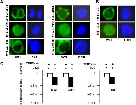 Figure 5. Cellular localization of WT1 dictates repression of hTERT expression. (A) MT4 and 1185 cells were treated with LY29 (10 μM), AKT II (20 μM), or DMSO (solvent control) for 48 hours followed by immunostaining with anti-WT1 (green). Nuclear staining was visualized by DAPI (blue). (B) 1185 cells were cultured overnight with or without IL-2 and stained with anti-WT1, as described in panel A. (C) The HTLV-I–transformed cells, MT2 and MT4, or the HTLV-I–immortalized cells, 1185, were electroporated with the hTERT-Luc-Promoter using the Amaxa transfection kit (Amaxa Biosystems). Twelve hours after transfection, MT2 and MT4 cells were treated with either LY29 (10 μM) or DMSO (solvent control) for 8 hours. 1185 cells were electroporated and cultured in media with and without IL-2 for 24 hours. Cell extracts were normalized and assayed for luciferase activity.