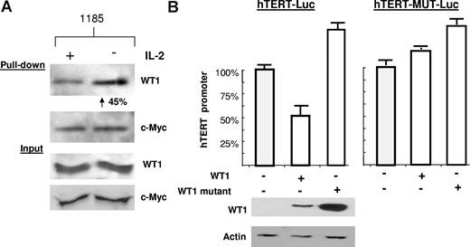 Figure 6. IL-2–dependent WT1 binding to the hTERT promoter. (A) The hTERT-3915 promoter was biotin labeled and bound to streptavidin-agarose beads, followed by incubation with 1185 cellular extracts from cells cultivated overnight in the presence or absence of IL-2. Bound proteins were visualized using anti-WT1 or anti–c-Myc. The percentage of increased binding of WT1 to the hTERT promoter was calculated by spot densitometry as indicated, with 1185 cells grown in the presence of IL-2 considered to be 100%. (B) 293T cells were transfected with wild-type WT1 (SS) or mutant WT1 (FF), along with the hTERT-Luc promoter, or wild-type WT1 (SS) or mutant WT1 (FF), along with the hTERT-Mut-Luc promoter (defective for WT1 binding). Extracts were assayed 48 hours after transfection for luciferase activity. Cell extracts were probed with anti-WT1 and antiactin to verify expression. Average luciferase values were as follows: hTERT-Luc promoter (150 518), + WT1 (SS) (79 578), + WT1 (FF) (241 727) (SD measured from at least 2 independent experiments) and for the hTERT-Mut Luc promoter (1 166 792), + WT1 (SS) (1 468 345), + WT1 (FF) (1 736 347) (SD measured from multiple readings from the same experiment).