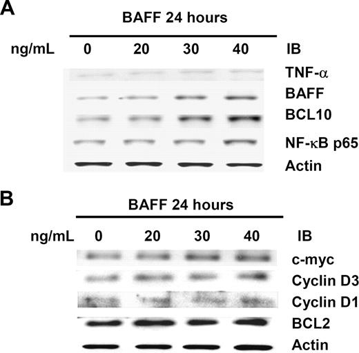 Figure 3. BAFF activates the AKT/BCL10/BCL3 signaling transduction pathway. (A) BAFF treatment increases levels of TNF-α, BCL10, NF-κB p65, and BAFF. Whole-cell lysates of BAFF-treated Pfeiffer cells were subjected to immunoblotting (IB) using anti–TNF-α, anti–BCL10, anti–NF-κB p65, and anti-BAFF antibodies to show the total amount of protein. (B) BAFF increases levels of c-myc and cyclin D3 (the downstream genes of NF-κB), but not cyclin D1 and BCL-2. Actin stain was used as a loading control.