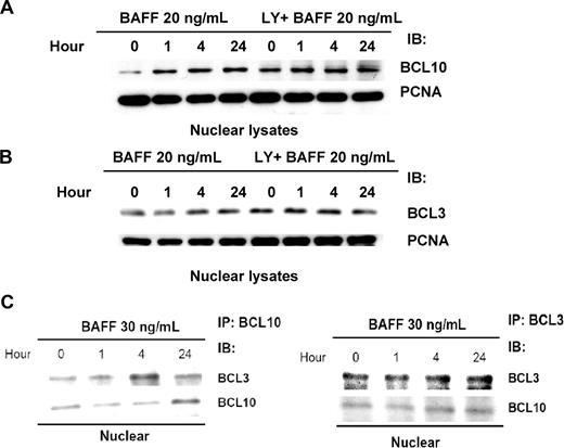 Figure 4. AKT activity is involved in BAFF-induced BCL10 and BCL3 nuclear translocation. (A) AKT activity is involved in BAFF-induced BCL10 nuclear translocation. Pfeiffer cells were treated with 20 ng/mL of BAFF for 0 to 24 hours with or without 10 μM of LY294002 (1- to 24-hour pretreatment as indicated). The nuclear lysates were subjected to immunoblotting with anti-BCL10 antibody. Immunoblotting of PCNA served as a loading control. (B) AKT activity is involved in BAFF-induced BCL3 nuclear translocation. Pfeiffer cells were treated as indicated. The nuclear lysates were subjected to immunoblotting with anti-BCL3 antibody. (C) BAFF triggers BCL10/BCL3 complex. The BCL10/BCL3 complex coexists in the nucleus. BCL3- or BCL10-coimmunprecipitated complex was isolated from the nuclear lysates prepared from Pfeiffer cells with 30-ng/mL BAFF treatments. Immunoblotting (IB) of BCL3 and BCL10 in the complex was performed.