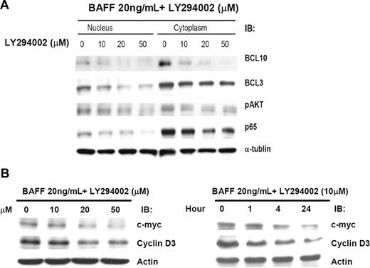 Figure 5. Inhibition of NF-κB activity reduces BAFF expression and the AKT/BCL10/BCL3 signaling transduction pathway. (A) Inhibition of NF-κB activation decreases AKT activation, BCL3 nuclear translocation, and BCL10 nuclear translocation. Pfeiffer cells were treated with 20 ng/mL of BAFF for 24 hours with or without LY294002 (1-hour pretreatment as indicated). The whole-cell lysates were subjected to immunoblotting with anti-pAKT antibody, anti-BCL3 antibody, anti-BCL10 antibody, and anti–NF-κB p65 antibody. The membrane was reprobed with anti–α-tubulin antibody as a loading control. (B) Inhibition of NF-κB and BAFF activation down-regulates c-myc and cyclin D3 expression. Pfeiffer cells were treated with 20 ng/mL of BAFF for 24 hours with or without LY294002 (0-50 μM, 1-hour pretreatment as indicated). Pfeiffer cells were also treated with 20 ng/mL of BAFF for 24 hours with or without 10 μM LY294002 (1- to 24-hour pretreatment as indicated). The protein levels of c-myc and cyclin D3 were determined by immunoblotting (IB). Immunoblotting of actin served as a loading control.