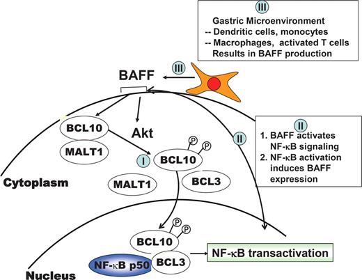 Figure 6. BAFF activates NF-κB in gastric DLBCL (MALT) lymphoma cells via the classic pathway as well as an alternative pathway. The classic pathway (I) up-regulates BCL10, and AKT phosphorylates BCL10, leading to the formation of BCL10/BCL3 complexes that translocate to the nucleus. The alternate pathway (II), in conjunction with the classic pathway, induces BAFF expression and NF-κB activation. BAFF is also produced by monocytes, macrophages, dendritic cells, and some T cells, and its expression can be up-regulated by inflammatory cytokines that are present in the microenvironment of the stomach (pathway III). These findings suggest that BAFF production by tumor cells or gastric microenvironments can result in long-term NF-κB activation by forming a positive feedback loop, thereby contributing to the H pylori–independent growth of gastric DLBCL (MALT).