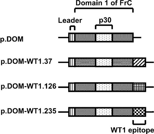 Figure 1. Schematic representation of DNA vaccines. All DNA vaccines encode the leader sequence of the VH heavy chain gene from the BCL1 lymphoma upstream of sequence encoding the first domain of fragment C (FrC) of tetanus toxin (TT865-1120), which contains a promiscuous MHC II-binding sequence, p30. The control vaccine p.DOM contains no additional sequence, whereas p.DOM-WT1.37 additionally encodes VLDFAPPGA (WT137-45), p.DOM-WT1.126 additionally encodes RMFPNAPYL (WT1126-134), and p.DOM-WT1.235 encodes CMTWNQMNL (WT1235-243) downstream of the FrC sequence.