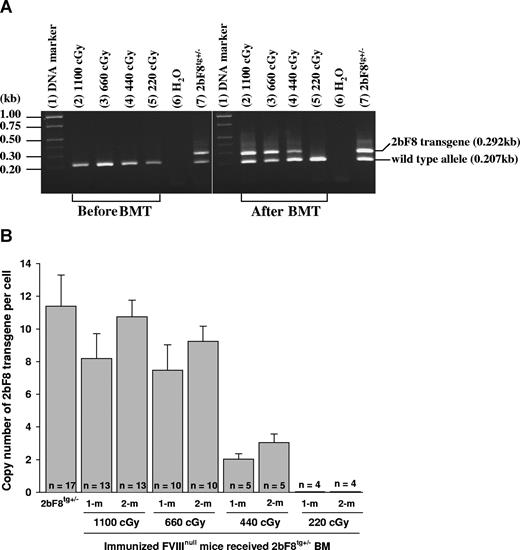 Figure 2. 2bF8 transgene analysis. (A) PCR detection of 2bF8 transgene. DNA was purified from peripheral white blood cells. A common antisense primer and a sense transgene-specific primer were used to amplify a 0.292-kb fragment from the 2bF8 transgene. The same common antisense primer and a wild-type allele-specific sense primer were used to amplify a 0.207-kb fragment from the wild-type allele. (Left panel) Results from recipients before BM transplantation. (Right panel) Results from recipients at least 3 weeks after BM transplantation. Shown is one representative experiment that was performed 3 times. (B) Real-time PCR determined the average copy number of the 2bF8 transgene per cell in BMT recipients. DNA was purified from peripheral white blood cells, and 100 ng of DNA was analyzed for the 2bF8 transgene, with normalization to the Apo B. Bars represent mean plus or minus SD. Data shown are summarized from 10 BM transplantation trials. These results demonstrate viable engraftment of 2bF8 genetically modified HSC in immunized recipients.