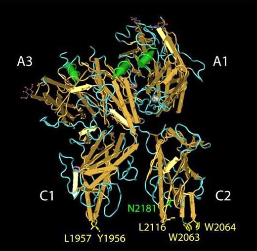Figure 1. Amino acid residues in human FVa that contribute to PS binding. The structure of bovine FVai solved by Adams et al38 is shown as rendered by the Cn3D software package.51 Selected amino acids are labeled using the corresponding residues in human FVa. Amino acid residues previously implicated in FVa binding to PS membranes are highlighted in yellow. The indole side chains of Trp2063 and Trp2064, located in the FVa C2 domain, penetrate the lipid bilayer and contribute a majority of the free energy associated with FVa binding to PS membranes.21 The hydrophobic side chains of Tyr1956 and Leu1957 are located in a structurally analogous position within the FVa C1 domain and provide a modest contribution to the free energy associated with FVa binding to PS membranes.23 Glycosylation of Asn2181 (green) results in the FVa1 glycoform. FVa2 is not glycosylated at Asn2181.