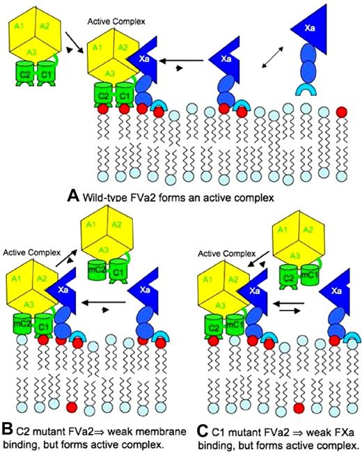 Figure 6. Proposed model of prothrombinase assembly for wild-type human FVa, and for C1- and C2-mutated FVa. This model is based on the well-known fact that the free energy of binding of extrinsic membrane proteins to membranes often reflects multiple interactions, and on the results presented in this paper.