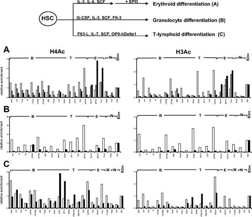 Figure 6. Changes in histone acetylation during in vitro differentiation of cord blood CD34+ progenitors. (Top) Scheme of in vitro differentiation. (A) Differentiation toward the erythroid lineage. Freshly isolated CD34+ cells (▭) were cultured in the presence of IL-3, IL-6, and stem cell factor; and after 7 days, CD36+ cells () were isolated and cultured for a further 5 days in the presence of Epo to give GpA+ cells (). (B) Differentiation toward the granulocyte lineage. Freshly isolated CD34+ cells (▭) were cultured in the presence of G-CSF, IL-3, stem cell factor, and Flt3-L for 14 days to give CD11b+ cells (). (C) Differentiation toward the T-lymphoid lineage. In vitro culture of CD34+CD38lo cells (▭) was performed on OP9-hDelta1 stromal cells in the presence of Flt3-L, stem cell factor, and IL-7. After 21 days, more than 90% of cells were CD7+ committed T-cell precursors (). ChIP experiments were performed with antibodies to acetylated histones H3 and H4 at B-lymphoid (B), T-lymphoid (T), erythroid (E), myeloid (M), nonhematopoietic (N), and β2-microglobulin (B2m) genes. Representative results of 2 to 4 independent experiments are shown.