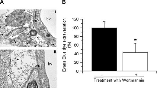 Figure 3. tPA induces Akt phosphorylation in perivascular astrocytes. (A) Representative micrographs of immunogold electron microscopy analysis for pAkt in perivascular astrocytes in the area of interest-2 (AOI-2) of wild-type (i) and tPA−/− mice (ii) 1 hour after MCAO. Bv indicates blood vessel; and bm, basement membrane. Each observation was repeated 4 times. (B) Mean Evans blue dye extravasation in wild-type mice 6 hours after reperfusion and the intraventricular injection of either vehicle (control, ■) or wortmannin (□). Results are given as a percentage compared with control-treated mice. Lines depict SD; n = 8. *P < .005 compared with control-treated mice.