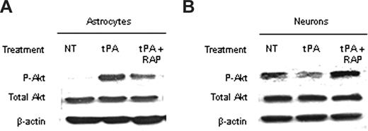 Figure 5. The effect of the interaction between tPA and LRP on pAkt is cell type– specific. (A,B) Representative Western blot analysis of pAkt and total Akt in extracts from astrocytic (A) and neuronal (B) cultures after 1 hour of exposure to oxygen-glucose deprivation (OGD) conditions and incubation with either tPA or a combination of tPA and the receptor-associated protein (RAP). RAP is a molecular chaperone that inhibits the binding of LRP to its ligands. NT indicates no treatment. Each observation was repeated 4 times.