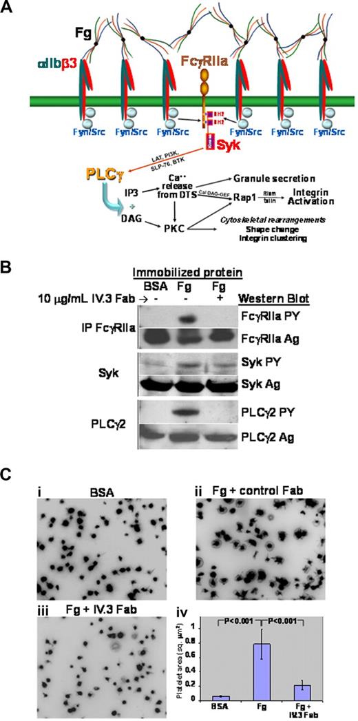 Figure 1. Outside-in signaling initiated by platelet interaction with immobilized fibrinogen activates the FcγRIIa signal transduction pathway. (A) Schematic showing use of the FcγRIIa signaling pathway downstream of αIIbβ3 engagement. Note the importance of physical approximation of the integrin with FcγRIIa, allowing integrin-associated Src family members to function as ITAM kinases, thus initiating the outside-in signaling cascade. (B,C) Washed platelets were plated onto 8-chamber glass tissue-culture slides coated with either BSA or fibrinogen (Fg), and allowed to spread for 45 minutes in the presence or absence of 10 μg/mL IV.3 Fab Immunoprecipitation and Western blot analysis (B) reveals strong activation of FcγRIIa, Syk, and PLCγ2 after platelet binding to immobilized fibrinogen, and inhibition of this outside-in signaling pathway by Fab fragments of mAb IV.3. (C) Effect of IV.3 on platelet spreading. Preincubation of platelets with IV.3 Fab markedly inhibits platelet spreading on immobilized fibrinogen, shown in panels A through C, with quantitative analysis of the pixel area of spread platelets in panel. Data shown are the mean plus or minus SEM from one of 4 representative experiments using 3 different platelet donors.