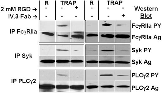 Figure 2. Agonist-induced activation of human platelets results in tyrosine phosphorylation of FcγRIIa, Syk, and PLCγ2 in a ligand binding–dependent manner. Washed human platelets stirring in an aggregometer cuvette were stimulated with TRAP in the presence or absence of 2 mM RGD peptide or 10 μg/mL IV.3 Fab, as indicated. After detergent lysis, proteins were immunoprecipitated using antibodies specific for FcγRIIa, Syk, or PLCγ2, and immunoblots containing immunoprecipitated proteins stained either for antigen (Ag) or phosphotyrosine (PY). Note that FcγRIIa, Syk, and PLCγ2 each become tyrosine phosphorylated after platelet activation, and that preventing ligand binding with RGD peptide (left half of the figure) largely inhibits tyrosine phosphorylation of each of these signaling components, demonstrating that ligand binding to the integrin αIIbβ3 activates the FcγRIIa→Syk→PLCγ2 signaling pathway. Also note that preincubation of platelets with IV.3 (right half of the figure) prevents FcγRIIa, Syk, and PLCγ2 activation in response to TRAP. Data shown are representative of 3 separate experiments performed using 2 different platelet donors.