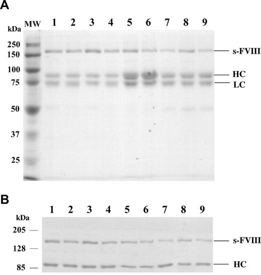 Figure 1. SDS-PAGE and Western blot analysis of factor VIII mutants and WT factor VIII. (A) Purified WT and mutant factor VIII proteins (0.77 μg) after SDS-PAGE on 8% polyacrylamide gels were visualized by GelCode. (B) Purified WT and mutant factor VIII proteins (0.34 μg) were electrophoresed on 8% polyacrylamide gels, transferred to PVDF membranes, and probed by biotinylated R8B12 antibody. Bands were visualized by chemifluorescence. WT (lane 1), Glu272Ala (lane 2), Glu272Val (lane 3), Asp519Ala (lane 4), Asp519Val (lane 5), Glu665Ala (lane 6), Glu665Val (lane 7), Glu1984Ala (lane 8), and Glu1984Val (lane 9). MW indicates molecular weight marker; sFVIII, single chain form factor VIII; HC, heavy chain; LC, light chain. An apparent stoichiometry ratio of single chain form to heterodimer of WT and mutant factor VIII forms were 0.96 (WT), 0.64 (Glu272Ala), 0.92 (Glu272Val), 0.74 (Asp519Ala), 0.8 (Asp519Val), 0.64 (Glu665Ala), 0.63 (Glu665Val), 0.91 (Glue1984Ala), and 0.5 (Glu1984Val).