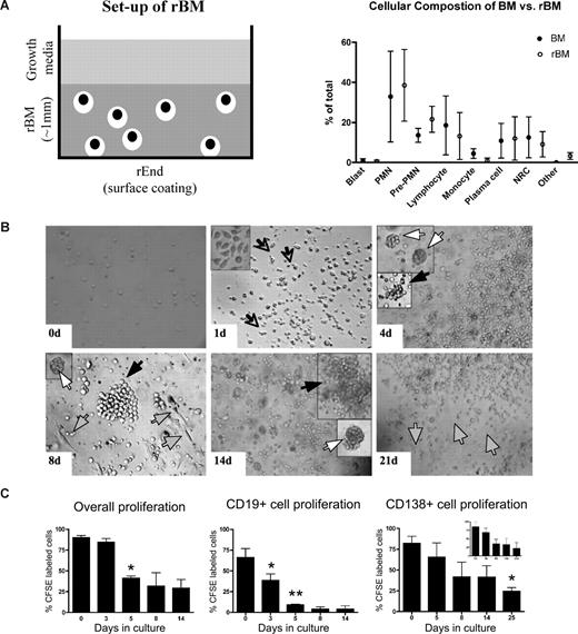 Figure 1. 3-D culture model is designed to mimic the in vivo microenvironment of the BM. (A) Diagram of the 3-D BM culture setup with fibronectin/collagen I surface coating to reconstruct rEnd, overlaid with BMCs mixed with Matrigel/fibronectin ECM, covered with growth medium (left panel). Cellular composition of the 3-D culture assessed after 3 weeks (right panel). Cytospins were prepared from the preculture BM and from the same samples after culture (n = 6 individually analyzed patients) and stained with May-Grunwald-Giemsa. Nuclear and cytoplasmic staining and morphology were analyzed, and cells of various lineages were counted and reported as percentage of total cellularity. Blast indicates all blasts; PMN, polymorphonuclear (bands, neutrophils, eosinophils, basophils); pre-PMN, promyelocyte, myelocyte, metamyelocyte; lymphocyte, B and T cells; NRC, nucleated red cells (proerythroblast, basophilic erythroblast, polychromatophilic erythroblast, orthochromatic erythroblast); other, macrophages, stromal cells, reticular cells, osteoclastic cells, osteoblastic cells. (B) BMCs grown in rBM recapitulate multicellularity of the BM. BMCs were grown in 3-D for the indicated number of days, and the overall view of the culture was analyzed using brightfield microscopy (original magnification ×200; see “Microscopy”). Open arrows and inset represent migrating cells; large black arrows, B-cell colonies; large white arrows, PC colonies; striped arrows, stromal cells. Representative images from 48 individually analyzed patients. (C) Proliferation of the various cellular compartment of the rBM was measured by labeling BMCs with CFSE (n = 4 individually analyzed patients) and culturing in 3-D for the indicated number of days. Cells were isolated from 3-D, stained with fluorescent tagged antibodies as indicated, and proliferation capacity of the aggregate rBM (*P = .001), CD20+ B cells (*P = .024, **P = .006), and CD138+ PCs (*P = .004) was measured by multicolor flow cytometry (inset, proliferation profile of CD138+CD56+ cells). Percentage CFSE labeled cells represents cells with average amount of retained CFSE above the unlabeled control. Error bars in panels B and D represent SEM.