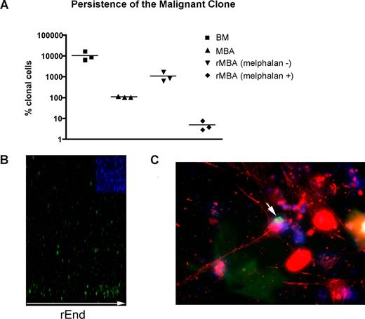 Figure 5. LRCs redistribute to rEnd. (A) Mononuclear cells from MBA (n = 3 patients) were treated with melphalan (“Preclinical drug treatment studies”) and grown in rBM for 21 days, and the extent of the malignant outgrowth was measured by RQ-PCR. MBA generated MM progeny and LRCs comparable with those from BM; the majority of MBAs also generated stromal layers. Preculture ex vivo BMCs and MBA cells were used as controls. Horizontal lines represent medians. (B,C) BMCs were labeled with CFSE (green) and cultured for 21 days. (B) rBM was stained with DAPI (blue inset) to detect total cells in the cultures, and the position of the brightly staining CFSE+ LRCs was analyzed by confocal microscopy (original magnification 100×) as indicated in “Microscopy.” Representative images from 8 individually analyzed patient samples. (C) The rBM layer was removed, and the cells at rEnd were fixed and stained with N-cadherin. CFSE+ LRCs (green) shown in contact with an N-cadherin+ stromal cell (red), DAPI stained nuclei (blue). Representative 10 images from 3 individually analyzed patients.