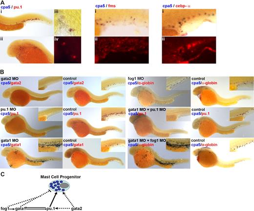 Figure 2. cpa5 identifies zebrafish MC progenitors. (A) Double whole-mount ISH using a digoxigenin-labeled RNA antisense probe to zebrafish cpa5 (blue) and FITC-labeled RNA anti-sense probe (red) to pu.1, mpo, l-plastin, and lysozyme C (see Figure S3) demonstrate coexpression of cpa5 in a proportion of cells: (i) tail, (ii) head/yolk sac (5× objective). Evidence of coexpression is shown by colocalization observed in higher-magnification images of selected cells: (iii) brightfield, (iv) fluorescence (10× objective). No colocalization is observed for fms and cebp-α: (i) brightfield, (ii) fluorescence (8× objective). (B) gata-2 and pu.1 are both required for the development of early MCs as evidenced by the absence of cpa5 expression in gata-2 and pu.1 morphants, whereas gata-1 morphants paradoxically demonstrate increased numbers of cpa5+ cells. Fog-1 is dispensable for early MC development as evidenced by wild-type cpa5 expression in fog-1 morphants. Compound gata-1/pu.1 morphants demonstrate an absence of cpa5 expression, whereas compound gata-1/fog-1 morphants show a dramatic increase in numbers of cpa5+ cells. Lateral views, anterior left and dorsal at the top (28 hpf, 5× objective). Inset boxes demonstrate a higher-magnification view of the tail and the region around the intermediate cell mass. (C) Proposed model of transcription factor interactions required for early MC development. Established interactions are represented by —, and potential interactions by …. All images obtained with Leica application suite version 2.4.OR (Leica Microsystems, Heerbrugg, Switzerland); figure panels assembled using Adobe Photoshop CS3 Extended version 10.0 (Adobe Systems).