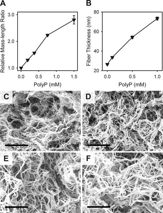 Figure 6. polyP increases the thickness of fibrin fibrils. Clots were formed by preincubating 2.6 mg/mL of fibrinogen for 15 minutes in the presence of 2.5 mM CaCl2 plus the indicated polyP concentrations, after which clotting was initiated with 3 nM thrombin. (A) Mass-length ratios of the resulting fibrin preparations (relative to the condition without polyP), calculated from scans of optical densities from 400 to 800 nm as described in “Determination of fibril thickness.” Data are mean plus or minus SE (n = 4). (B) Fiber thickness is measured from scanning electron micrographs, as described in “Scanning electron microscopy.” Data are mean plus or minus SE (n = 120). (C-F) Representative scanning electron micrographs of fibrin clots formed in the presence of (C) no polyP, (D) 100 μM polyP, (E) 500 μM polyP, and (F) 1 mM polyP. Bar represents 2 μm.