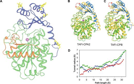 Figure 1. Overall structure of TAFI and comparison with pancreatic carboxypeptidases. (A) Ribbon drawing of TAFI with the activation peptide shown in blue, the catalytic domain in green, and dynamic flap residues 296-350 in orange. The catalytic zinc ion is shown as a magenta sphere and 4 N-linked glycans are shown in yellow stick representation. The cryptic thrombin cleavage site at Arg302 is indicated by an orange sphere. (B,C) TAFI molecule A superimposed on (B) human CPA2 (PDB entry 1AYE; yellow) and (C) human CPB (PDB entry 1KWM; yellow). Superimposition was done using catalytic domain residues only. The rmsd on Cα atoms between TAFI and CPA2 and CPB are 1.1 Å and 0.8 Å, respectively. (D) Radii of the access tunnels to the catalytic site zinc ion were calculated for TAFI (blue), CPA2 (red), and CPB (green).