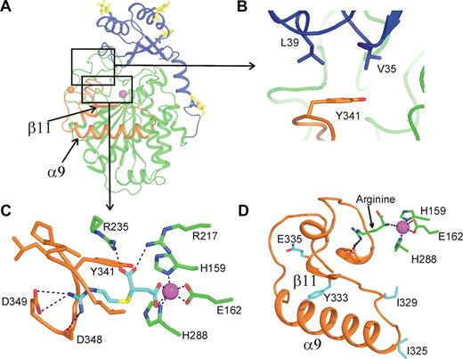Figure 3. Interactions modulating flap dynamics. (A) Overview of TAFI indicating the interactions shown in panels B and C. (B) Interactions between the dynamic flap and the activation peptide. (C) GEMSA (cyan) bound in the active site of TAFI. (D) Ribbon diagram of the dynamic flap indicating the positions of stabilizing TAFI-IIYQ mutations (cyan), relative to the catalytic site indicated by the bound arginine molecule in the S1′ pocket (green). TAFI colors as in Figure 1A with oxygen (red), nitrogen (blue), and sulfur (yellow). H-bonds are indicated by black dashes.