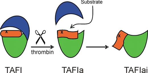 Figure 5. Model of TAFIa inactivation. In zymogen TAFI, the dynamic flap (orange) is stabilized by the activation peptide (blue), which also hinders substrate access to the active site. Cleavage by thrombin releases the activation peptide, the substrate can enter, and mobility in the dynamic flap is increased. In time an irreversible conformational change occurs in the dynamic flap. The catalytic site is disrupted and the cryptic thrombin cleavage site at Arg302 (indicated by x) becomes accessible.