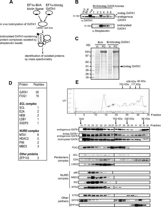 Figure 1. Isolation of GATA1-containing complexes in L8057 megakaryocyte cells. (A) Scheme of in vivo protein biotinylation and purification by streptavidin beads. (B) Nuclear extracts from wild-type (UnT), BirA-expressing (BirA), biotag-GATA1–expressing (+ ve), and 6 independent L8057 clones expressing biotag GATA1 and BirA biotin ligase were tested by Western blot with anti-GATA1 antibody (top panel). The top band corresponds to the slower migrating biotag GATA1; bottom band, endogenous GATA1. The blot was probed with antistreptavidin-HRP antibody, which confirms biotinylation of GATA1 in extracts from clones 3, 4, 5, and 6. (C) Crude nuclear extracts from cells transfected with either BirA alone (BirA) or BirA/biotag GATA1 (BirA/biotag GATA1) were incubated with streptavidin-coated beads. Precipitated proteins were separated by sodium dodecyl sulfate–polyacrylamide gel electrophoresis (PD lane) and stained with Coomassie blue. Approximately 20 μg crude extract was loaded as input (In lane). indicates biotinylated GATA1 (biotag GATA1), as determined by mass spectrometry. (D) Table of proteins and the number of peptides precipitated by streptavidin beads and identified by mass spectrometry. (E) Gel filtration analysis (top). An example of fractionation of crude nuclear extracts from L8057 cells transfected with BirA/biotag GATA1 on a Superose 6 column. Similar results were obtained from wild-type nuclear extracts. indicates position where protein molecular markers elute. The UV profile indicates that proteins elute in a broad fractionation profile. Fractions were taken from the Superose 6 column, precipitated, and analyzed by Western blotting for GATA1 and several potential protein partners (bottom panels). The antibody used is indicated on the lefthand side of the panel. Note that endogenous GATA1 and biotag-GATA1 have a similar elution profile. Vertical line(s) have been inserted to indicate a repositioned gel lane.