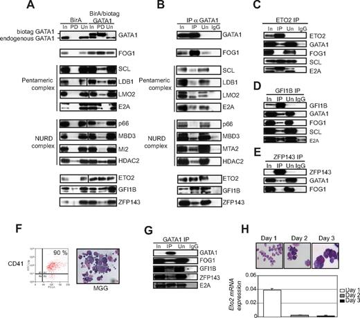 Figure 2. Validation of interaction between GATA1 and partner proteins in L8057 cells and primary megakaryocytes. (A) Nuclear extracts from BirA biotin ligase expressing (BirA) and BirA and biotag GATA1 expressing (BirA/biotag GATA1) cells were studied. In indicates input lane (20 μg crude nuclear extract); PD, pull-down lane (nuclear extracts precipitated with streptavidin beads); and Un, unbound supernatant lane (proteins not bound to streptavidin). The antibodies used in the Western blot analysis are indicated on the right of the panels. Vertical line(s) have been inserted to indicate a repositioned gel lane. Biotag GATA1 is pulled down from BirA/bioGATA1-transfected cells but is absent from BirA-only cells (top panel). The positions of endogenous (bottom band) and biotag GATA1 (top band) are indicated. (B) Nuclear extracts from untransfected L8057 cells were immunoprecipitated (IP) with αGATA1 antibody. In indicates 20 μg crude nuclear extract; IP, proteins immunoprecipitated by αGATA1 antibody; Un, unbound proteins left in the supernatant after immunoprecipitation; and IgG, control was immunoprecipitation performed with the corresponding normal IgG. Antibodies used in Western blot analysis are indicated on the right of the panels. FOG1, all members of the pentameric complex, several members of the NuRD complex, as well as ETO2, GFI1B, and ZFP143 all coimmunoprecipitate with GATA1. (C-E) Reverse coimmunoprecipitation experiments. L8057 cell nuclear extracts were immunoprecipitated with antibodies against ETO2 (C), GFI1B (D), or ZFP143 (E). Lanes are marked as in panel A. Antibodies used in Western blot analysis are marked on the right of the panels. (F) Mouse bone marrow cells were cultured for 3 days with thrombopoietin. Percentage of CD41 expressing primary megakaryocytes was assessed by fluorescence-activated cell sorter analysis (left). May-Grunwald-Giemsa staining (right) shows that the morphology of the cells used for immunoprecipitation experiments were a mixture of immature and mature megakaryocytes. (G) Nuclear extracts prepared from primary megakaryocytes shown in panel F were immunoprecipitated with αGATA1 antibody. Coimmunoprecipitated proteins were detected by Western blot analysis. Antibodies used in the Western blot analysis are indicated on the right of the panels. (H) Analysis of Eto2 mRNA expression during megakaryocyte maturation. Mouse bone marrow cells were cultured with thrombopoietin for 3 days. CD41 expressing cells were isolated on each day of culture. May-Grunwald-Giemsa staining shows the morphology of the cells isolated on each day (top panel). All panels were photographed at 40× magnification. These cells were used to extract RNA and make cDNA. Eto2 mRNA levels were quantitated relative to GAPDH levels by Taqman real-time RT-PCR, at each time point (bottom panel).