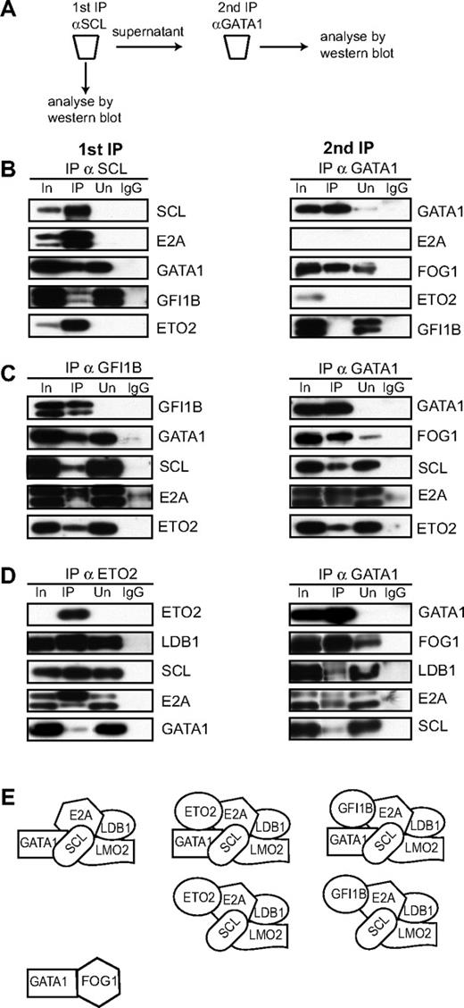 Figure 4. Characterization of GATA1-containing protein complexes in L8057 cells. (A) Scheme of the sequential immunoprecipitation experiments. (B-D) L8057 cell crude nuclear extracts were first immuno-depleted with αSCL (B), αGFI1B (C), or αETO2 (D) antibodies (left panels). The lanes are named as in Figure 2. Coimmunoprecipitated proteins were analyzed by Western blot using antibodies indicated on the right of the panels. A second immunoprecipitation was performed on the depleted supernatant (right panels) using αGATA1 antibodies. Coimmunoprecipitated proteins were analyzed by Western blot using antibodies marked on the right of the panels. (E) Models of the possible composition of protein complexes from L8057 cells derived from experiments in this figure.