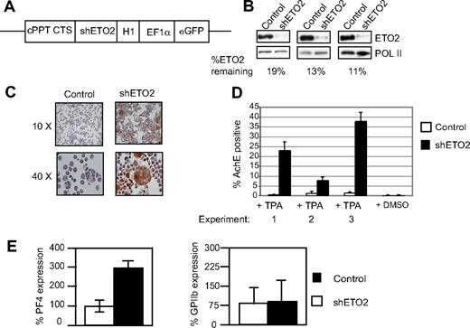 Figure 5. Knock down of ETO2 in L8057 cells. (A) Diagram of lentiviral construct used to express Eto2-directed shRNA (shETO2). cPPT indicates central polypurine tract; CTS, central termination sequence; and H1, H1 promoter. EF1α promoter and the eGFP reporter gene are shown. (B) Knock down of ETO2 protein expression (top panels) was assessed in L8057 cells infected with either control shRNA (Control, lefthand lane) or shRNA directed against ETO2 (shETO2, righthand lane) by Western blot analysis in 3 independent experiments. The blots were probed with anti-POL II antibody (bottom panels) to control for protein loading. Percentage knock down of normalized ETO2 protein expression is shown. (C,D) L8057 cells expressing a control shRNA or ETO2 shRNA were induced to undergo megakaryocytic differentiation with TPA. Cells were stained for acetylcholine esterase (AchE) activity after 4 days of induction (C). Images were acquired using an Olympus BX60 microscope with a QImaging camera (Surrey, BC) using an Olympus lens at 10×/0.5 and 40×/0.5 numeric aperture objectives. Openlab version 3 software (Improvision, Coventry, United Kingdom) was used for image acquisition, and images were exported into Adobe Photoshop version CS2 (Adobe Systems, San Jose, CA) for processing. Note the increased number of brown staining (AchE-positive) cells that are larger in size, indicative of greater megakaryocyte maturation, when cells are infected with the ETO2 shRNA. The percentage of AchE-positive cells counted in 3 independent experiments (D). Cells treated with DMSO served as a control for TPA induction. (E) Pf4 (left) and GPIIb (right) mRNA levels were quantitated relative to GAPDH levels by Taqman real-time RT-PCR in L8057 cells infected with virus expressing either control shRNA (▭) or shETO2 (). Data shown in panels D and E are the average of 3 independent experiments, and error bars represent 2 SD.