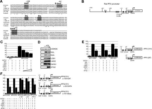 Figure 6. ETO2 directly represses the Pf4 promoter in transactivation assays via GATA, GAT, and E-box sites. (A) Comparison of the nucleotide sequence of the 5′ upstream region of the Pf4 gene from 6 species. Sequences highlighted in bold or by a box indicate a GAT, E-box, ETS, and GATA motifs. *Conserved nucleotides. Coordinates in nucleotides are with respect to the transcriptional start site. (B) Schematic representation of the luciferase gene reporter construct (pGL4.10) under the control of the enhancer/promoter regions of the rat Pf4 gene. Coordinates in nucleotides are with respect to the Pf4 gene transcriptional start site. Sequence motifs for transcription factors are marked. ↱shows the position of the transcriptional start site. The luciferase gene is drawn as an open box. (C) 293T fibroblasts were transiently transfected with either a promoterless luciferase gene (pGL4.10) or a luciferase gene regulated by 1200 nucleotides 5′ of the transcriptional start site of the rat Pf4 gene (rPF4 1200). Cells were also transfected with expression vectors expressing the indicated transcription factors. The triangle represents transfection with increasing amounts of ETO2 expression vector (50, 150, and 300 ng). Expression of luciferase in cells transfected with rPF4 1200 with expression vectors for all 6 transcriptional regulators (C6: GATA1, SCL, E2A, LDB1, LMO2, and FLI1) was set to 100%. (D) Western blot analysis confirms expression of transfected proteins in 293T cells in the absence (+ C6) or presence (+ C6 + E) of the ETO2 expression plasmid. Expression of mSIN3A protein serves as a loading control. (E) Expression of luciferase protein in 293T cells transfected with either full-length rPF4 1200 or truncated forms of the rat Pf4 promoter (rPF4 151 and rPF4 97) with C6 factors in the presence or absence of 150 ng ETO2 expressing plasmid. (F) Transcriptional effect of point mutations of the GAT motif at −130 and GATA site at −30 and E-box motif at −102 (relative to the transcriptional start site) in the construct rPF4 151 on luciferase gene expression were tested in 293T cells in the presence of the transcription factors indicated at the bottom of the diagram. In panels C, E, and F, the results are the mean plus or minus 2 SD of 3 to 5 independent experiments.