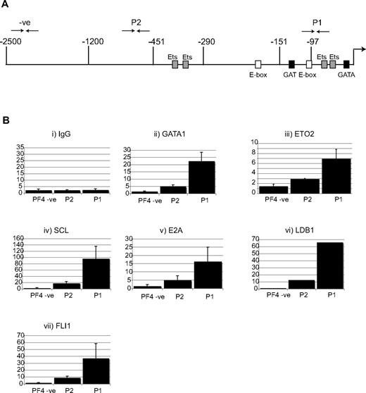 Figure 7. Recruitment of the pentameric complex and ETO2 to the Pf4 promoter in L8057 cells. (A) Schematic representation of the endogenous mouse PF4 locus. Coordinates in nucleotides are with respect to the transcriptional start site. Sequence motifs for transcription factors are marked. The ↱shows the position of the transcriptional start site. The 3 end-to-end arrows above the locus (-ve, P2, and P1) represent the location of the genomic sequences amplified by Taqman real-time PCR in the chromatin immunoprecipitation assay (ChIP) in panel B. (B) ETO2 and the pentameric complex co-occupy the Pf4 locus in L8057 cells. ChIP was performed using chromatin isolated from L8057 cells and antibodies directed against (i) GATA1, (ii) ETO2, (iii) SCL, (iv) E2A, (v) LDB1, and (vi) FLI1. Immunoprecipitated material was analyzed by Taqman real-time RT-PCR. The y-axis represents the fold enrichment normalized with respect to IgG and a control locus, the Gapdh promoter, at specific sites in the Pf4 promoter region (PF4-ve, P2, and P1).