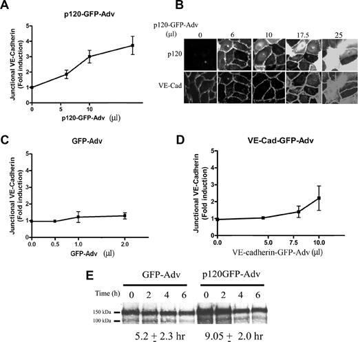Figure 2. p120GFP overexpression increases VE-cad at the cell-cell junctions. HUVECs were infected with different doses of p120GFP (A,B), GFP (C), or VE-cadherin GFP (D). Hec-1–Alexa 568 Ab was used to detect VE-cad in each monolayer. The intensity of VE-cad at the junctions was quantified in live HUVECs by analyzing 20 cell-cell junctions including representative junctions of the heterogeneous population for each condition (in duplicate) for each experiment performed. (E) HUVECs were transduced with GFP or p120GFP (17.5 μL) surface biotinylated and lysed, or cultured for 2, 4, or 6 hours before being lysed and subjected to immunoprecipitation with Hec-1. A representative blot is shown. Values corresponding to the half-life were calculated according to the “exponential decay formula” and are the mean plus or minus SD of 3 different experiments.