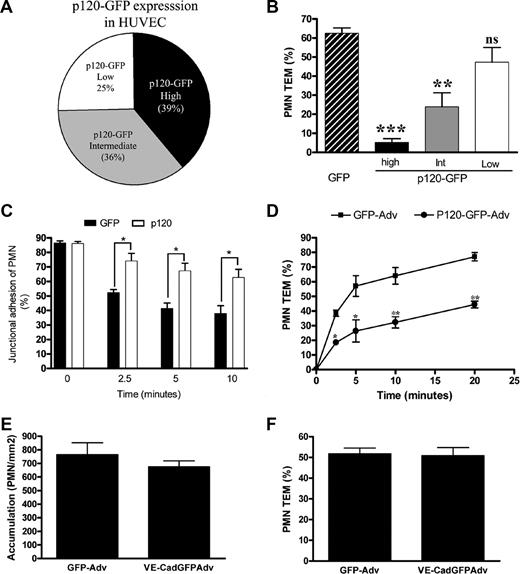 Figure 3. Overexpression of p120 in HUVECs inhibits PMN transmigration. (A) The level of p120 GFP fluorescence and PMN transmigration was quantified as described in “Image acquisition and analysis” and “Quantitation of p120GFP and VE-cad fluorescence in endothelium,” using live cell fluorescence digital imaging. The p120GFP expression was grouped into 3 categories (low, intermediate, and high). (B) The amount of TEM was determined in each category. Values represent the mean plus or minus SD of 5 different experiments. P values are indicated, comparing each bar with GFP construct. ***P < .001; **P < .01. (C) PMNs remained bound at the cell-cell junctions on monolayers overexpressing p120GFP, but disappeared from the cell-cell junctions and efficiently transmigrated when perfused on HUVECs transduced with GFP. Values represent (number of cells bound to the junctions)/(number of total cells bound) × 100, and are the mean plus or minus SD of 5 different experiments. *P < .01. (D) The inhibitory effect of p120 overexpression was not due to a delay in PMN transmigration, as the block of TEM was sustained for more than 20 minutes. The percentage of TEM was normalized by dividing percentage of TEM at each time point by the number of cells that were bound initially at time 0. P values for p120GFP versus GFP at each time point are indicated. *P < .05; **P < .01. Data represent mean plus or minus SD of 3 different experiments. (E) Total accumulation of PMNs was similar on VE-cad–GFP– or GFP-transduced monolayers. (F) Overexpression of VE-cadherin GFP did not affect PMN TEM. Values in panels E and F represent the mean plus or minus SD from 3 different experiments using HUVECs and PMNs from different donors.