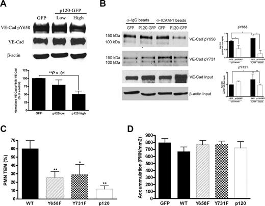 Figure 4. Overexpression of p120 results in hypophosphorylation of VE-cadherin, which in turn, regulates TEM. (A) HUVEC monolayers were infected with a low or a high dose of p120GFP (6 μL, 17.5 μL in Figure 2A) or GFP (2 μL in Figure 2C), lysed, and subjected to Western blot for phospho–VE-cad–Tyr658, total VE-cad, and β-actin. A representative blot is shown from 4 experiments performed. The graph represents normalized values obtained by densitometry analysis, indicating the relative absorbance of phospho–VE-cadherin–658 with respect to total VE-cadherin for each condition and normalized with the GFP values, and are the mean plus or minus SD of 4 different experiments. β-actin is shown as a loading control. (B) HUVECs were transduced with GFP or a high dose of p120GFP, treated with TNF-α, and incubated with control IgG beads or anti–ICAM-1 beads for 10 minutes and lysed in hot sample buffer. Samples were then diluted to allow immunoprecipitation with 4G10 mAb, and blotted for phospho–VE-cad–Tyr658 or phospho–VE-cad–Tyr731. A representative blot is shown from 3 independent experiments. The graph represents normalized values obtained by densitometry analysis corresponding to phospho–VE-cad divided by the total VE-cad input, and with respect to the GFP-IgG beads value, and is the mean plus or minus SD of 3 separate experiments. *P < .05; **P < .01. (C,D) HUVECs were infected with p120GFP, GFP, VE-cad, or the mutated version of VE-cad at Tyr658 or Tyr731. Overexpression of VE-cad Y658F and Y731F strongly inhibited TEM (C; **P < .01; *P < .05 with respect to WT), whereas total accumulation of PMNs was similar for every condition tested (D). Values represent the mean plus or minus SD from 3 different experiments.