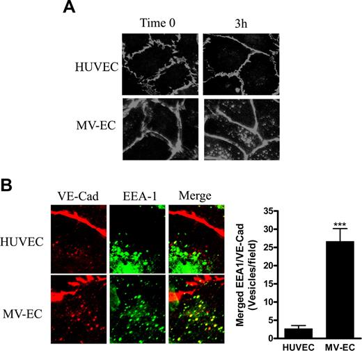 Figure 5. Comparison of constitutive internalization of VE-cad in HUVECs and MVECs. (A) HUVEC or MVEC monolayers were stained with Alexa Fluor 568–conjugated mAb directed against the extracellular domain of VE-cad at 15°C (time 0). Cells were then transferred to 37°C for 3 hours. The location of VE-cad was examined by immunofluorescence microscopy. (B) Upon 3-hour incubation as in panel A, cells were fixed with 4% formaldehyde and stained for EEA-1. Colocalization of VE-cad and EEA-1 was determined by immunofluorescence microscopy, and quantified by counting merged (yellow) vesicles per field. Data represents the total number of merged vesicles per field using a 60× objective, and are the mean plus or minus SD of 2 different samples and 3 different experiments. ***P < .001.