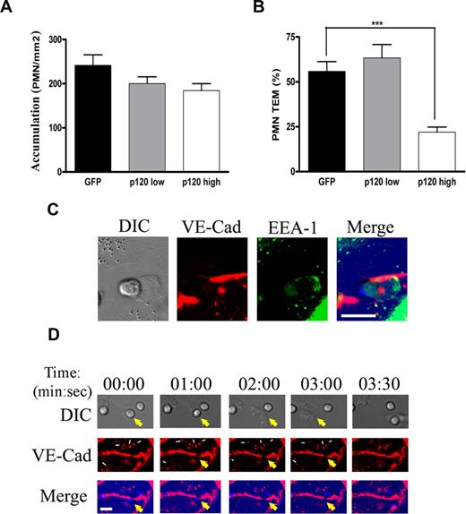 Figure 6. Overexpression of p120 in MVECs inhibits PMN transmigration, and real-time imaging of VE-cad during PMN transmigration in MVECs. (A,B) MVEC monolayers were infected with different doses of AdV-p120GFP or AdV-GFP, and stimulated for 4 hours with TNF-α before the PMNs were perfused. Hec-1—Alexa 568 mAb was used to detect surface VE-cad by immunofluorescence staining. Total accumulation of PMNs was similar on p120GFP- or GFP-transduced monolayers (A). Overexpression of p120GFP (high dose) strongly inhibited TEM (B; P < .001). Values represent the mean plus or minus SD from 3 different experiments. (C,D) TNF-α–activated MVEC monolayers were immunolabeled with VE-cad—Alexa 568 mAb and inserted into the flow chamber. PMNs were perfused for 5 minutes and coverslips were fixed, permeabilized, and stained with EEA-1 Ab (C) or PMNs were allowed to transmigrate for 10 minutes and analyzed by 2-channel live-time microscopy (D). As the neutrophil begins to transmigrate, VE-cad forms a gap at the junction (panel 00:00) that widens (panel 02:00) and reseals (panel 03:00; yellow arrows), without apparent internalization of vesicles of VE-cad or recycling to the membrane of constitutively internalized VE-cad vesicles (thin white arrows). Merge panels show colocalization of the gap and the PMNs during the TEM process. Bar represents 10 μm. The figure represents a typical sequence of events during PMN transmigration from 3 independent experiments using HUVECs and PMNs from multiple donors.