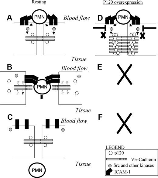 Figure 7. A model that envisions the p120/VE-cad complex as a key regulator of leukocyte TEM. (A) PMN interaction with adhesion molecules such as ICAM-1 on the endothelium surface triggers activation of src and other kinases. (B) Activation of kinases results in phosphorylation of VE-cad, dissociation of p120 from VE-cad, and opening of a junctional gap through which the PMN transmigrates. (C) Upon completion of TEM, p120 binds again to VE-cad as the gap reseals. (D) When p120 is overexpressed, receptor and nonreceptor tyrosine kinases fail to compete with the high levels of p120 present in the cytosol, VE-cad cannot be phosphorylated, and p120 is not released from the VE-cad complex. (E,F) This results in a lack of displacement of VE-cad and lack of gap formation, leading to diminished of PMN TEM.