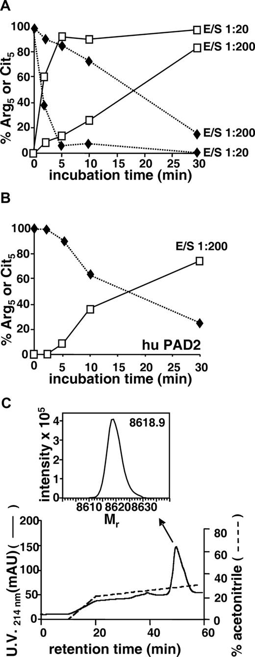 Figure 2. Modification of CXCL10 by peptidylarginine deiminase (PAD) and RP-HPLC purification of citrullinated CXCL10. Recombinant CXCL10 (100 pmol) was incubated with rabbit PAD (A) or human PAD2 (B) at an enzyme-substrate molar ratio (E/S) of 1:20 or 1:200 for different time periods. Samples were applied on polyvinylidene difluoride membranes for Edman degradation and in parallel were desalted on a C4 ZipTip before examination on an ion trap mass spectrometer to determine the presence of Arg (♦) or Cit (□) at position 5. The percentage conversion of Arg5 into Cit5 and the conservation of Arg8 in the sequence were calculated from the amount of PTH-Arg and PTH-Cit that were detected by RP-HPLC after 5 and 8 cycles of Edman degradation. (C) Recombinant CXCL10 was incubated with rabbit PAD for 90 minutes at an enzyme-substrate molar ratio of 1:20, purified by C8 RP-HPLC, eluted in an acetonitrile gradient, and detected at 214 nm (mAU). Part of the column effluent (0.67%) was split on-line to an ion trap mass spectrometer, and the averaged spectra for the chromatographic peaks were deconvoluted to obtain the Mr of the proteins (inset indicated by ↖).
