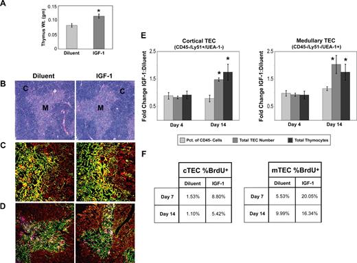 Figure 4. Exogenous IGF-1 symmetrically expands TEC populations and increases their turnover. (A) Thymic weights of diluent-treated control mice and mice treated for 14 days with IGF-1. Shown are combined data of 4 experiments with 11 mice per group. Error bars represent SEM. *P < .05 between IGF-1– and diluent-treated mice. (B) Light microscopy image of thymus sections of diluent-treated and IGF-1–treated mice. Images (100× magnification) are representative of 3 mice per group. (C) Representative confocal images (200× magnification) of thymi from diluent-treated and IGF-1–treated mice identifying major cortical (red; K5− K8+), minor cortical (yellow; K5+ K8+), and major medullary (green; K5+ K8−) TEC subsets. (D) Representative confocal images (100× magnification) of thymi identifying minor cortical (red; K5+ K14− UEA-1−), major medullary (pink; K5− K14− UEA-1+), and minor medullary (green; K5− K14+ UEA-1−) TEC subsets. Images are representative of 4 to 6 sections per animal, 3 animals per experimental group. (E) TECs were isolated from thymi of IGF-1–treated and diluent-treated control mice by enzymatic digestion. By flow cytometry, cortical TECs (cTECs) were identified phenotypically as CD45− Ly51+ UEA-1−, and major medullary TECs (mTECs) were identified phenotypically as CD45− Ly51− UEA-1+. For each TEC population, the total number of TECs and their relative proportion to the entire nonhematopoietic CD45− population was calculated. These values were then compared with the total number of thymocytes to compare their relative changes with IGF-1 treatment. Graphs represent the relative fold changes between IGF-1–treated and diluent-treated control mice on day 4 and day 14 of IGF-1 administration in the following parameters: relative percentage of cortical and medullary TECs (), total cortical and medullary TECs (), and total thymocyte numbers (). Shown are combined data from 3 independent experiments with TECs isolated from 3 thymi per group per experiment. (F) For measurements of TEC turnover, continuous BrdU was administered into mice for 5 days, from day 2 to day 7 and from day 9 to day 14, after which BrdU incorporation in sorted cortical and medullary TECs was measured. Shown are representative results from 2 independent experiments, with 3 thymi per group per experiment. Error bars represent SEM. *P < .05 between IGF-1– and diluent-treated mice.