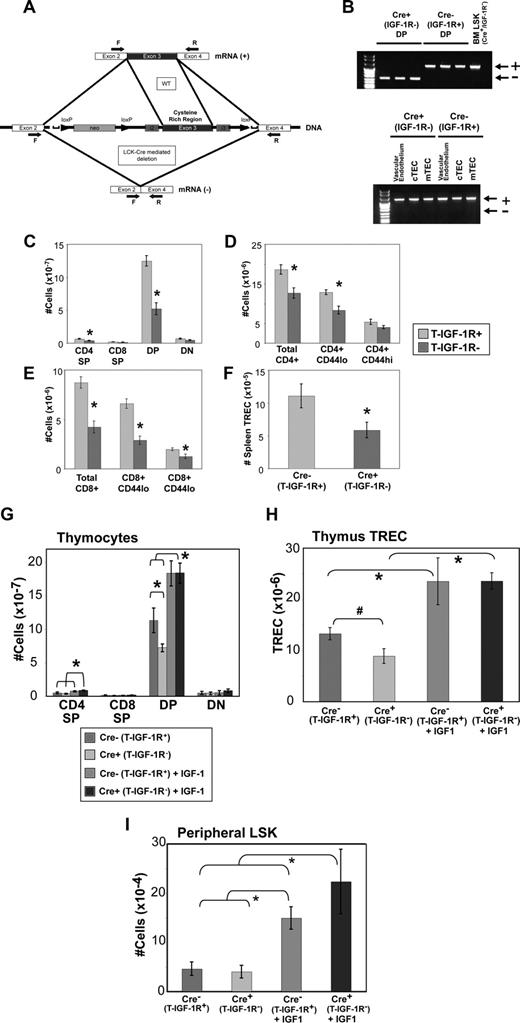 Figure 5. Abrogation of IGF-1R signaling in thymocytes results in a decrease in thymic function and in peripheral T-cell and RTE populations that is restored by IGF-1 administration. (A) Schematic representation of IGF-1R/loxP mice illustrating the generation of T-IGF-1R− mice upon cre-mediated deletion of exon 3 encoding the high-affinity binding site in cells expressing the proximal LCK promoter. Arrows indicate the location of PCR primers used in RT-PCR to confirm exon 3 deletion. (B) RT-PCR of sorted thymocyte and TEC populations confirming the loss of IGF-1R exon 3 expression in thymocytes in mice expressing the cre recombinase (−), but not in LSK, vascular endothelium (CD45− CD31+), cTECs (CD45− Ly51+ UEA-1−), or mTECs (CD45− Ly51− UEA-1+; +). (C) Decreased thymocyte populations in T-IGF-1R− mice are associated with the loss of splenic naive CD4+ (D), CD8+ (E), and RTE (F) populations. n = 16 to 22 mice per experimental group combined from 4 independent experiments. *P < .05 between IGF-1– and diluent-treated mice. (G-I) T-IGF-1R− mice and wild-type littermates lacking cre expression (T-IGF-1R+) were given a 2-week course of IGF-1 at a dose of 100 μg/day. (G) Thymocyte populations, (H) thymic TRECs (*P < .05 between each IGF-1 treatment group and both diluent control groups; #, P = .07 between diluent-treated T-IGF-1R+ and T-IGF-1R− groups), and (I) peripheral LSK (*P < .05 between each IGF-1 treatment group and both diluent control groups) were enumerated. Shown are composite data of 2 independent experiments with 7 to 8 mice per experimental group. Error bars represent SEM.