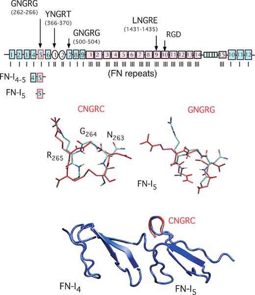 Figure 1. Schematic representation of human fibronectin type I, II, and III modules and superposition of 4th to 5th type I repeats (FN-I4-5) 3-dimensional structure with CNGRC/GNGRG most populated structures. Modules containing NGR and RGD sequences (→). Superposition of the fibronectin (FN)–I4-5-PDB structure (in blue) and GNGRG hairpin of fibronectin (light blue) with the most populated structures of the CNGRC and GNGRG peptides (in red), predicted by molecular dynamics simulation.59 This scheme has been modified from Di Matteo et al.59